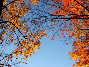 Fall foliage in Texas.