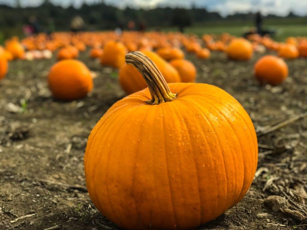 pumpkin in front of pumpkin patch